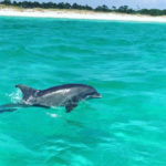 dolphin near coast at Panama City Beach