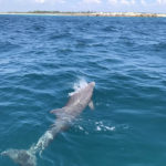 Agape Beach Service dolphin tour Panama City Beach