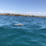 dolphin at Shell island Panama City Beach