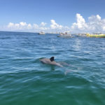 dolphin pic on tour Panama City Beach