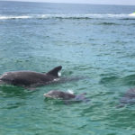 dolphin family sighting Panama City Beach