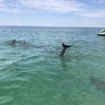 dolphin sighting Panama City Beach