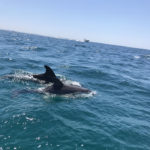 Dolphins on tour at Panama City Beach